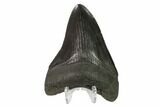 Fossil Megalodon Tooth - South Carolina #130838-2